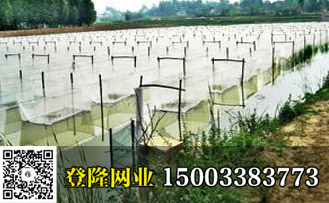 青蛙養殖圍網多少錢一米
