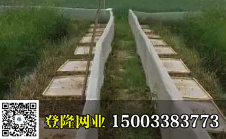 養殖青蛙用什么樣的青蛙圍網圍池子