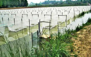 尼龍網_白色青蛙圍網_防逃好幫手