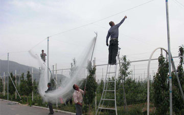 牛蛙養殖天網規格與價格