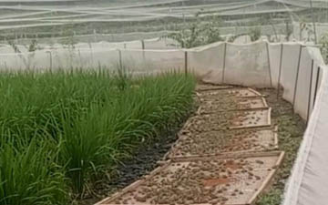 青蛙養殖用哪種圍網