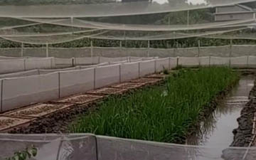 1.5米牛蛙防逃圍網安裝