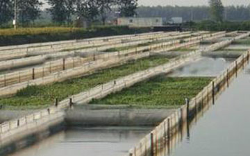 牛蛙養殖專用的圍網