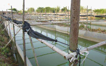 養蛙的細密圍網批發