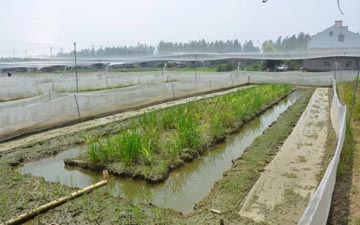 青蛙養殖圍網選擇登隆絲網