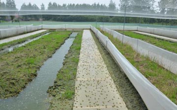 青蛙食臺網多少錢一斤