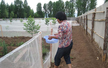 養青蛙用多少目網布