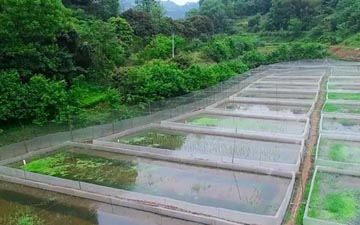 蛙池周邊搭架的防逃網紗