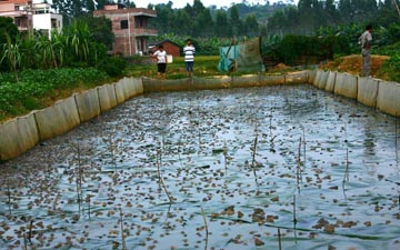 1米高青蛙養殖圍網生產廠家