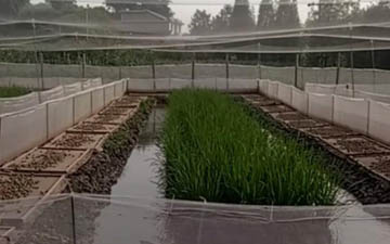 青蛙圍網接口處怎么縫合