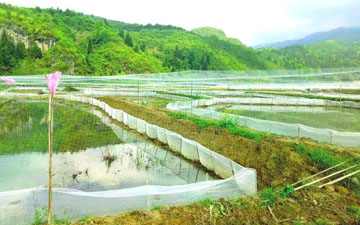黑斑蛙養殖圍網多高