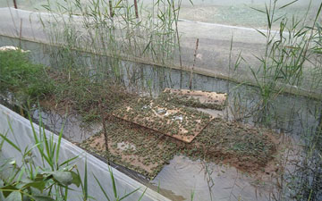 養殖青蛙的圍網價格