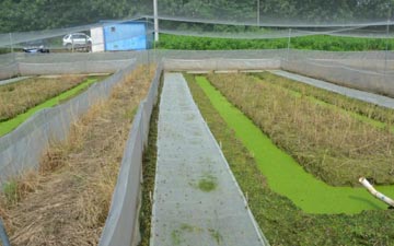 青蛙防逃網與食臺網可以通用