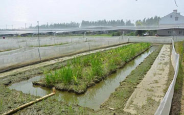 青蛙圍網多少錢一畝