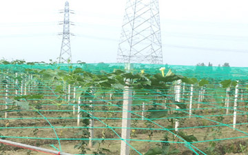 瓜蔞爬藤網批發廠家