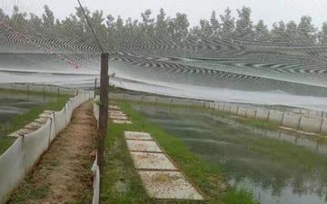 大面積養殖青蛙天網怎么裝