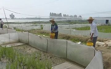 蛙食臺網批發廠家