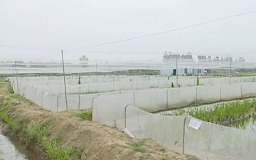 青蛙養殖防逃紗網每斤價格
