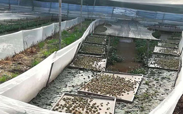 養蛙天網哪里購買