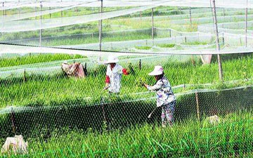 10畝青蛙場地天網需要多少斤