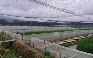 田雞防逃用網多少錢一斤