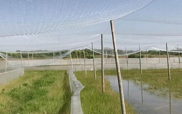 青蛙池外網大概多錢一斤