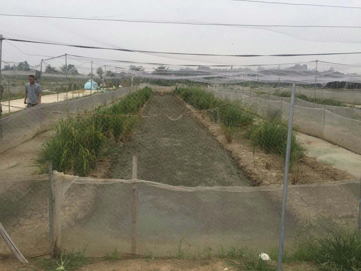 十畝青蛙廠里拉天網需要多少錢
