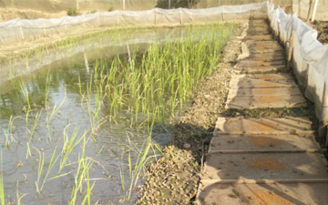 青蛙池外圍怎么防逃跑