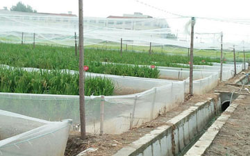 四川青蛙圍網生產廠家