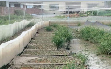 青蛙池圍網一斤有多少米