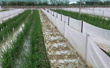 蛙池用的圍網市場價格