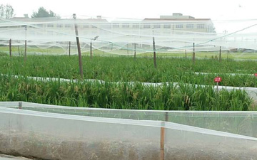 青蛙池圍網立桿用木棍可以嗎